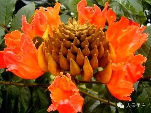 涓浗鍥借姳澶ц祻鍥剧墖,鍥借姳澶ц祻浜氭床鍥剧墖