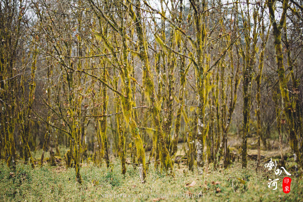 「成都躲霾攻略」喇叭河的圣诞奇缘