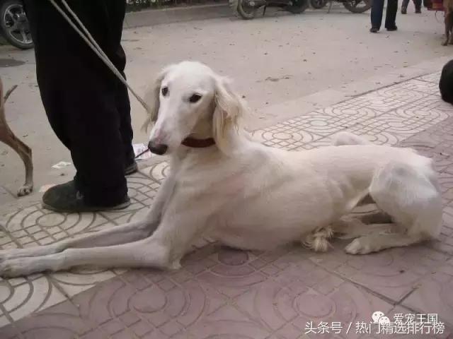古老的狩猎犬中国细犬的落寞,中国古代细犬狩猎兔子