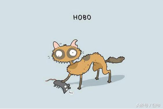 铲屎官要注意小猫咪的一些行为,铲屎官的猫都是什么品种图