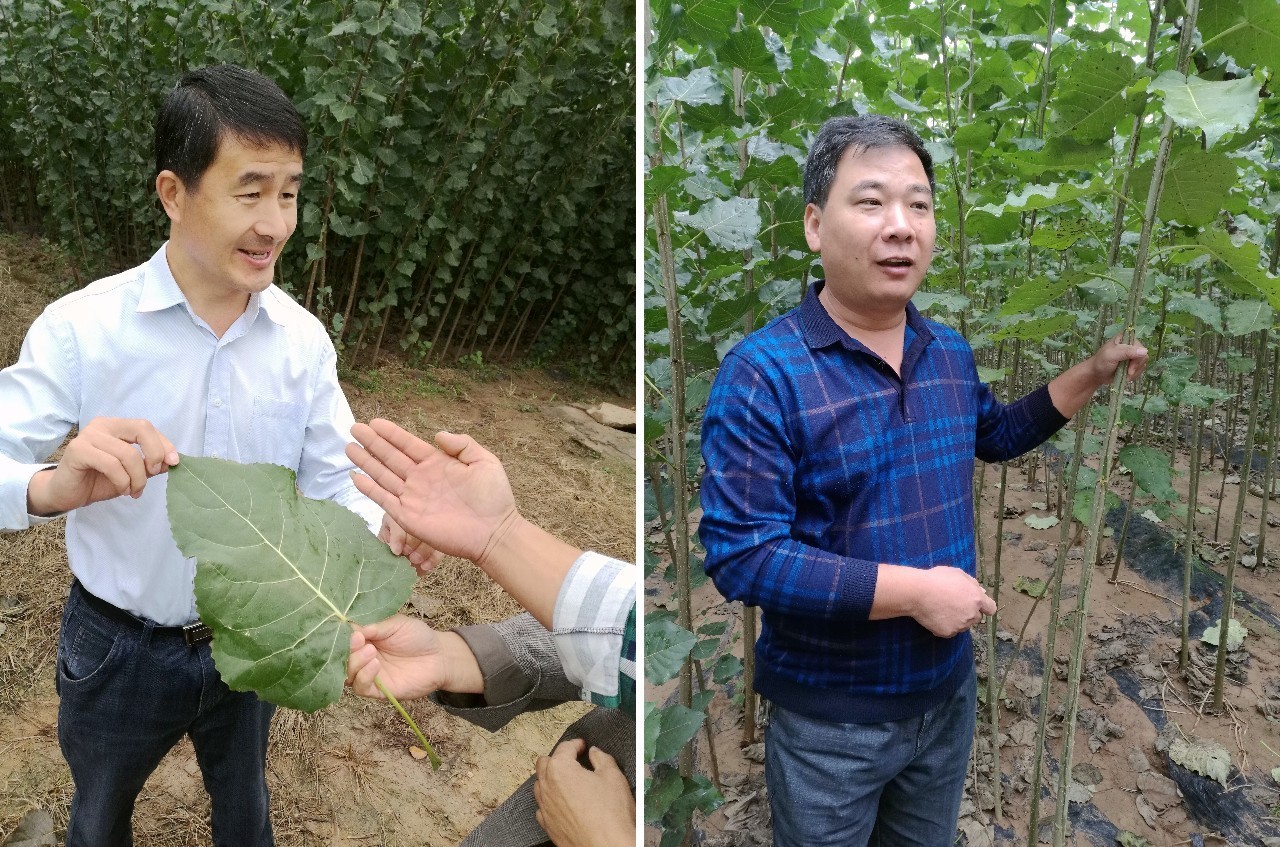 苗木那些事,山东苗木现状分析