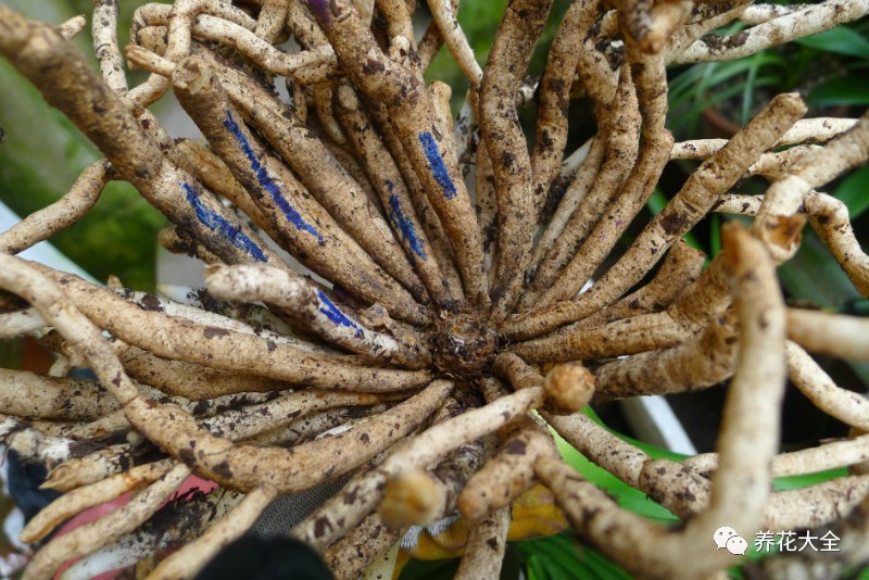 别人家的君子兰,君子兰没长出来就开花了怎么回事