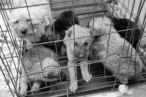 选择汪星人只看价格?真实经历告诉你为何不要贪便宜