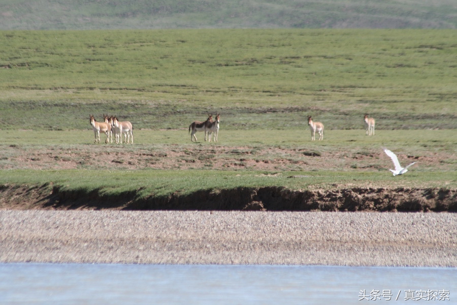 荒野求生秘籍完整版,荒野自救教程