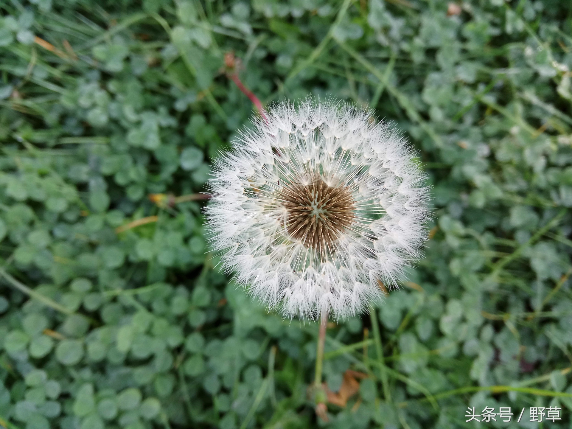 吴秀波刘诗诗刘昊然代言红米,红米广告刘诗诗吴秀波刘昊然