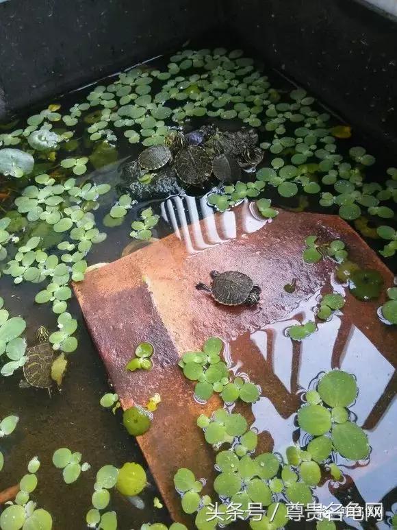 懒人养龟有诀窍，泥水生态养殖就是那么简单！