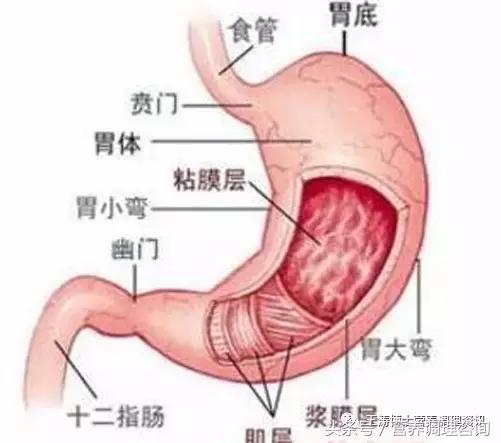让我们一起加入“幽门螺旋杆菌”的战斗中吧!