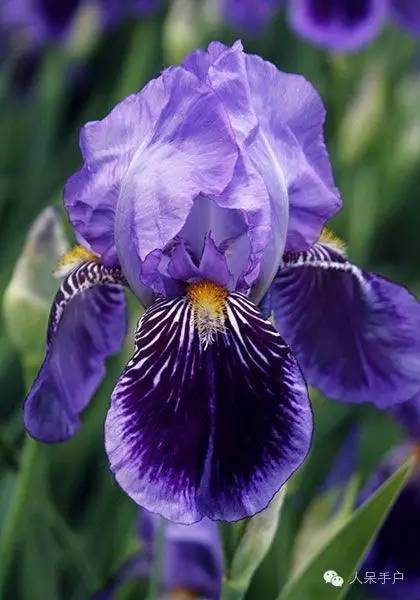 新年赏国花,世界各地最美的国花