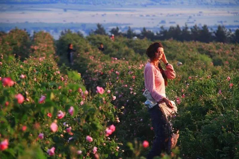 新年赏国花,世界各地最美的国花