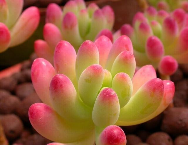 多肉植物烂根了怎么处理,多肉植物烂根怎么处理