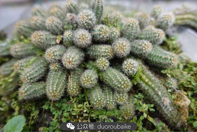 新手种植多肉植物教程,爱生活爱养花花卉绿植养护小知识