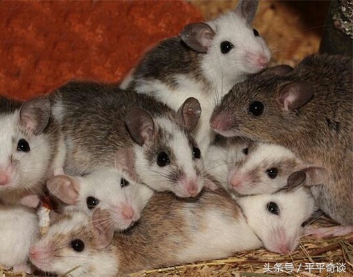 一念报恩,一念救苍生原文