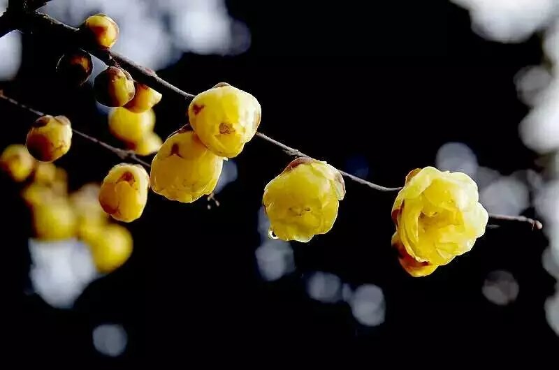 风吹腊梅香的诗句,风吹腊梅香时至小寒