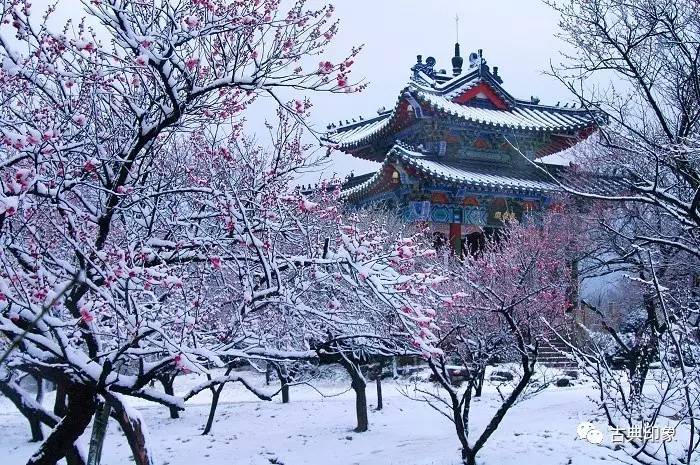 青江梅花香雪海,香雪海梅花国画