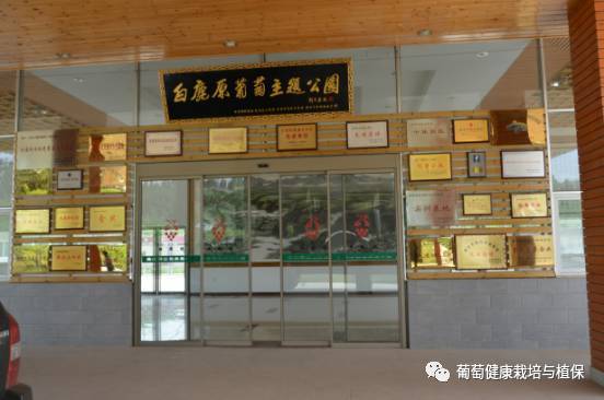 葡萄观光采摘方法视频,葡萄观光采摘园景观设施