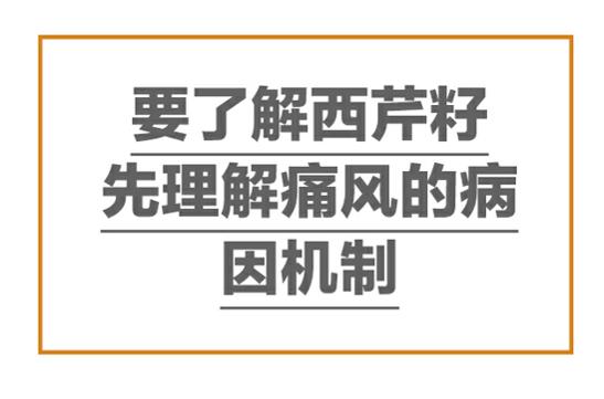 痛风急性发作期服用西芹籽 (年轻的痛风患者能长期吃西芹籽)