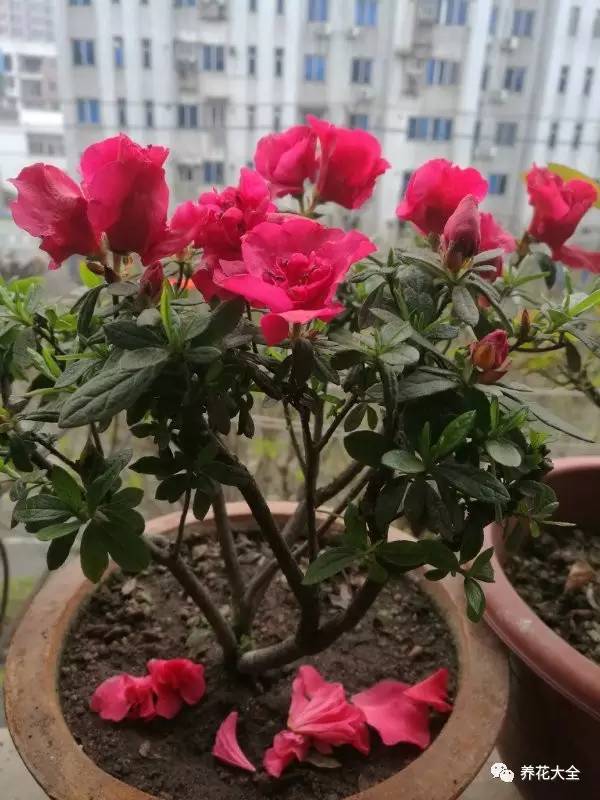 花死了花盆要不要扔,花死了要不要扔