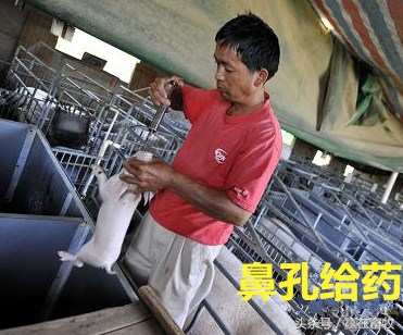 给病猪输液配的什么药,猪生病怎么喂药最好