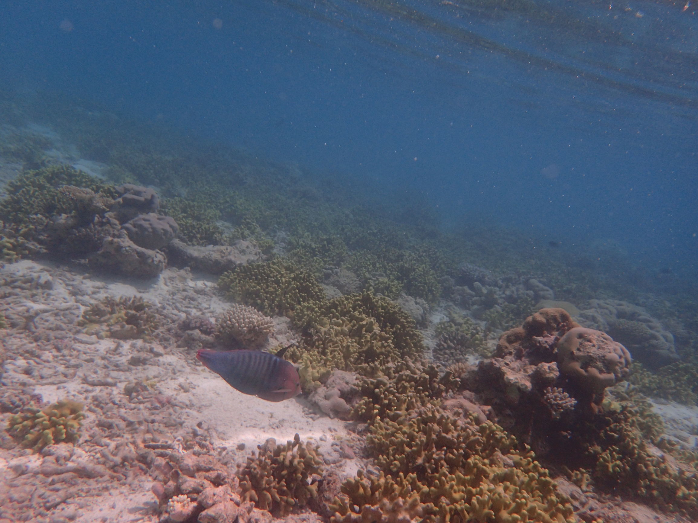 马尔代夫最美景色,最美马尔代夫风景