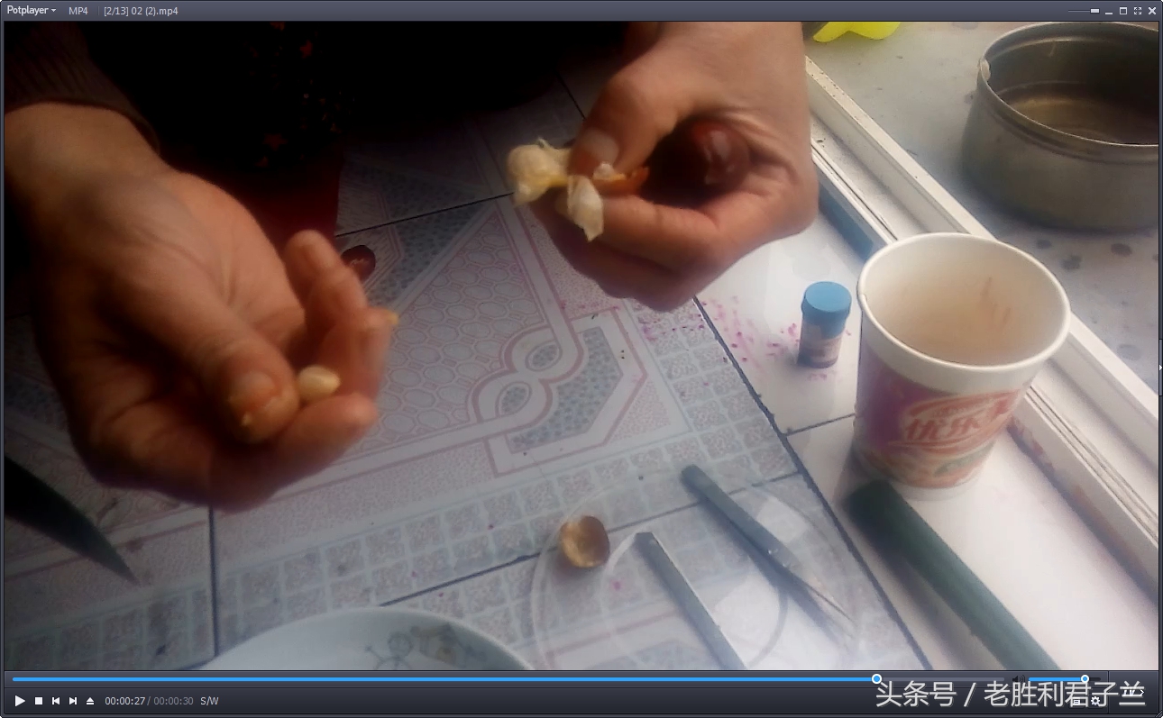 跟我学养君子兰系列短片（君子兰育种的全过程）