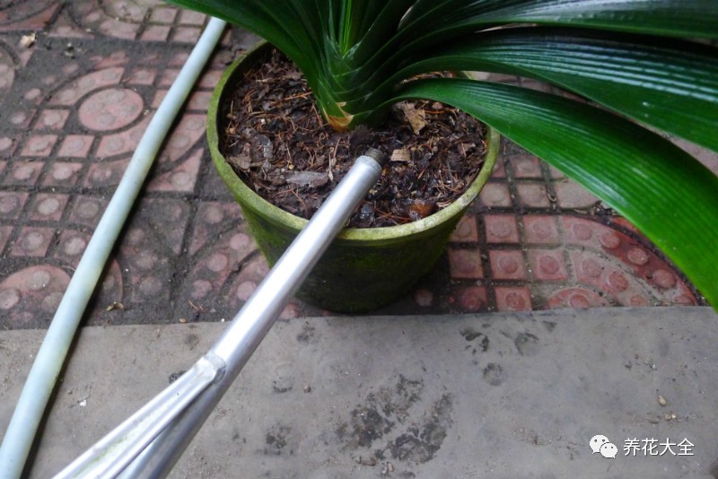 别人家的君子兰,君子兰没长出来就开花了怎么回事