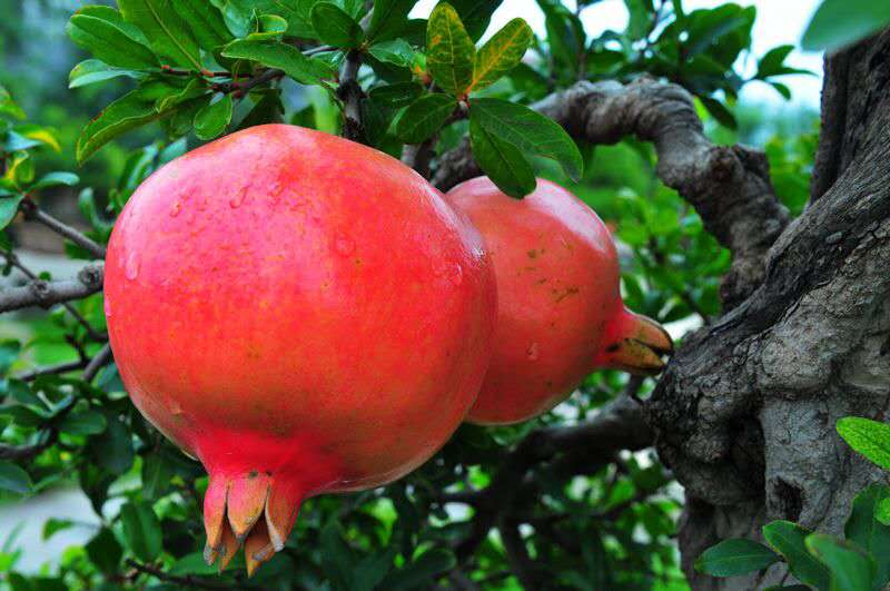 突尼斯软籽石榴正宗苗,突尼斯软籽石榴什么时候开花结果