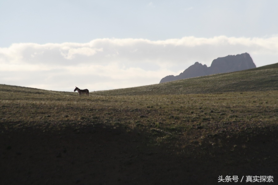 荒野求生秘籍完整版,荒野自救教程