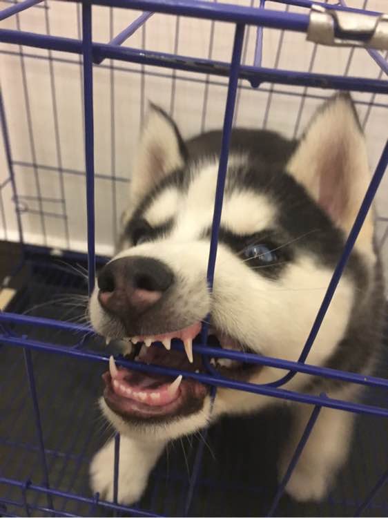 哈士奇的正确饲养方法有哪些,这才是哈士奇正确的打开方式