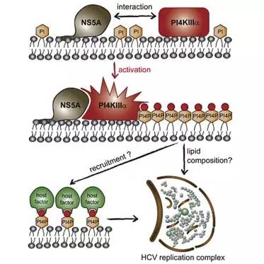 hcv特效药,hpv药研发到什么进度了