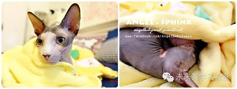 未来美学培训,未来美学修护