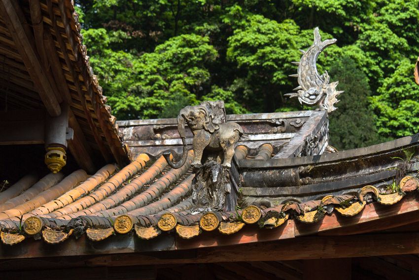 活着的国宝――荥经云峰寺内的桢楠王