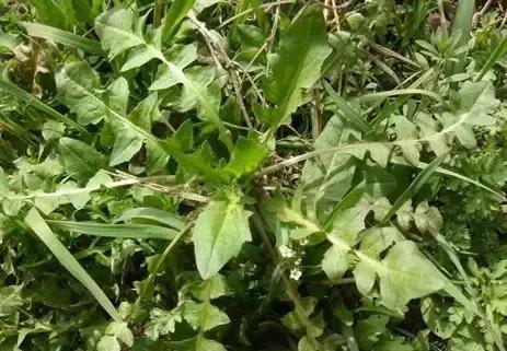 云南人再贵也要吃野生菌,云南人吃饭奢侈