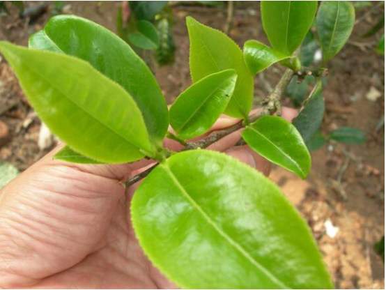 临沧性价比最高的普洱茶山,临沧茶区主要知名茶山