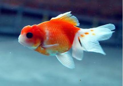 安检检查出尸体,安检竟然查出尸体