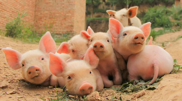 补栏仔猪行情,现在买仔猪补栏合适吗