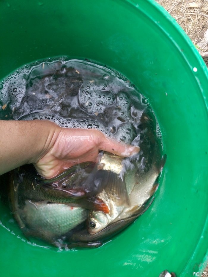 刚学会钓鱼就上钩了,刚刚学钓鱼好吗