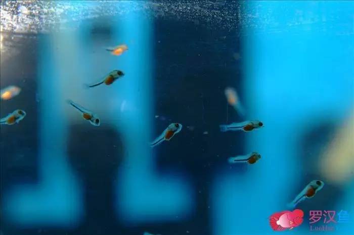 罗汉参的繁殖方法,罗汉鱼怎么养起头