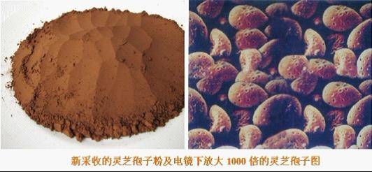 灵芝孢子粉正确食用方法,中药知识必学