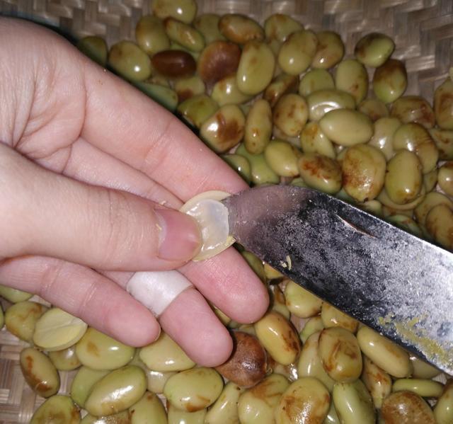 过去人们对它置若罔闻，现在爱美女孩尤其喜欢，几百元一斤抢手货