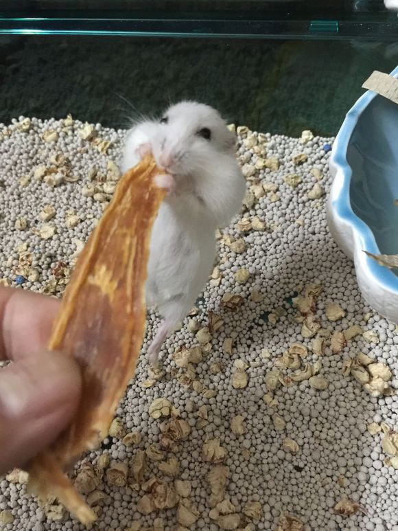 必须买的仓鼠零食,小仓鼠买东西推荐吃的主食小零食