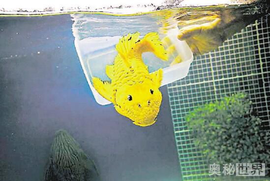 24k黄金达摩野生和人工的区别,24k黄金达摩真的有黄金吗