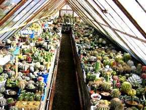 鏃ユ湰鐜夐湶澶氳倝澶ф,浠庡鑲夊ぇ妫氶噷璺戝嚭鏉ョ殑澶氳倝