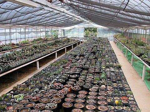 鏃ユ湰鐜夐湶澶氳倝澶ф,浠庡鑲夊ぇ妫氶噷璺戝嚭鏉ョ殑澶氳倝