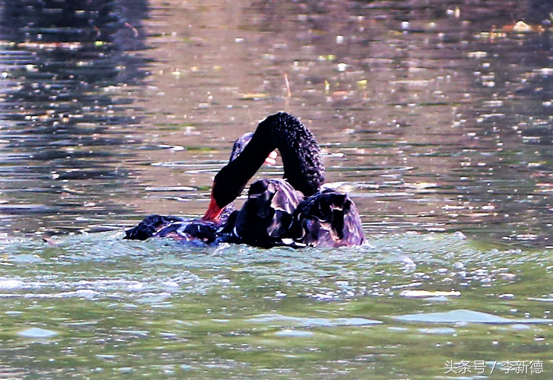 适马150-600镜头拍海上,适马150-600镜头拍视频怎么样