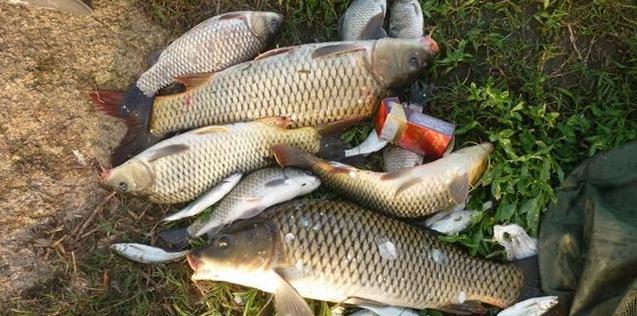 钓友公认最好日本5.4米鱼竿,钓友公认最好日本6.3米鱼竿