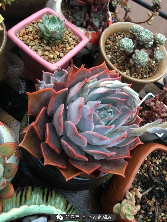 寒风中越发美丽的多肉,冬季暖阳下的多肉