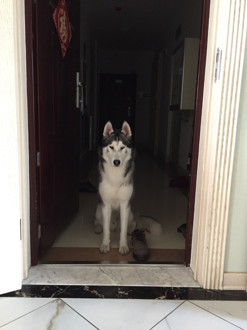 养哈士奇一个月需要多少钱,新手养哈士奇一个月花销多少