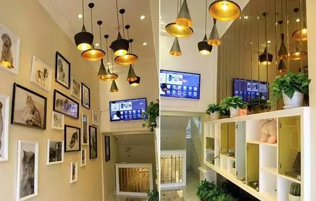 成都宠物寄养基地,成都狗狗寄养