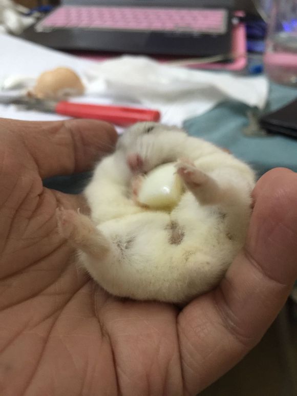 必须买的仓鼠零食,小仓鼠买东西推荐吃的主食小零食