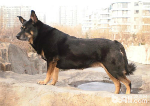 四眼土狗有几种类型,小土狗四眼狗